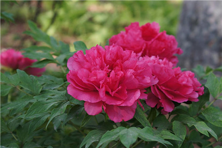 牡丹花能在室外过冬吗(南方和北方不同)