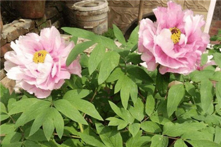 牡丹花能在室外过冬吗(南方和北方不同)