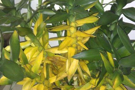 莲花竹叶片发黄是啥原因