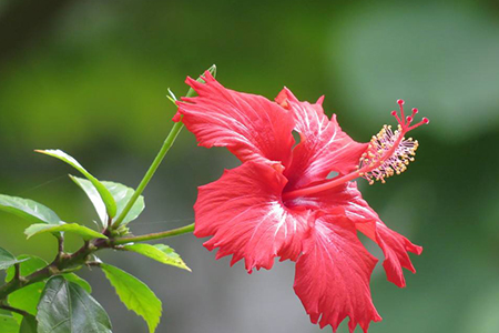 扶桑叶子蔫了怎么挽救