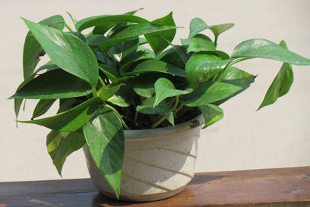 绿萝冬天可以施肥吗（水培和土培）