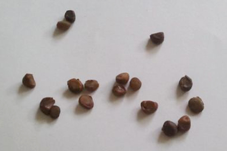 路易十四玫瑰怎么种植