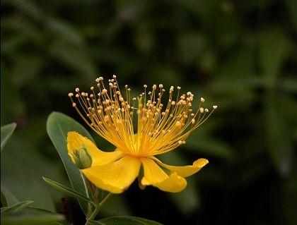 四季菊有哪些品种，是四季基本都开花吗