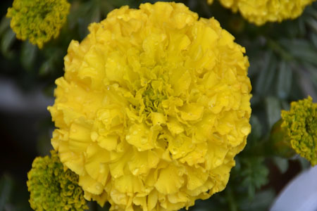 四季菊有哪些品种，是四季基本都开花吗