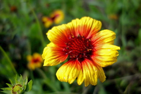 四季菊有哪些品种，是四季基本都开花吗