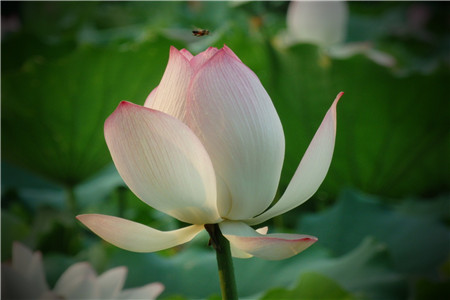 怎么延长荷花花期