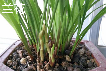 兰花是兰草吗，有什么区别