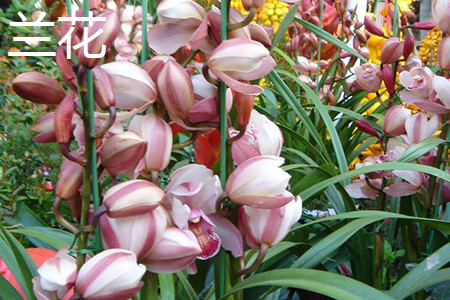 兰花是兰草吗，有什么区别