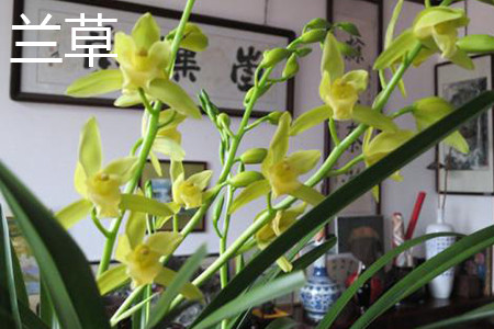 兰花是兰草吗，有什么区别