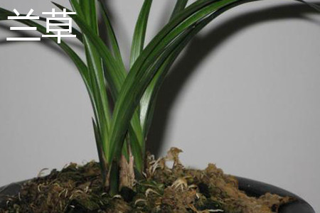 兰花是兰草吗，有什么区别