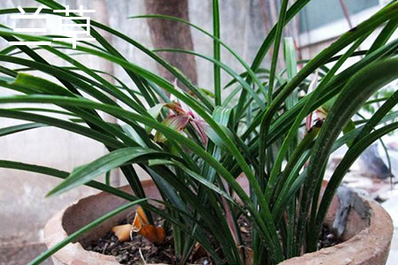 兰花是兰草吗，有什么区别