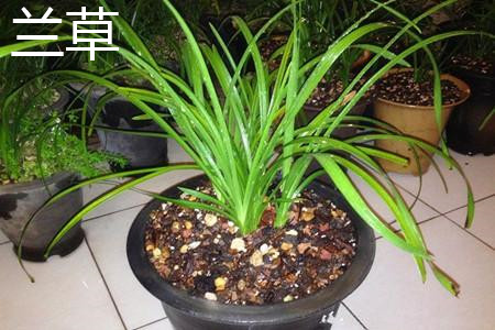 兰花是兰草吗，有什么区别