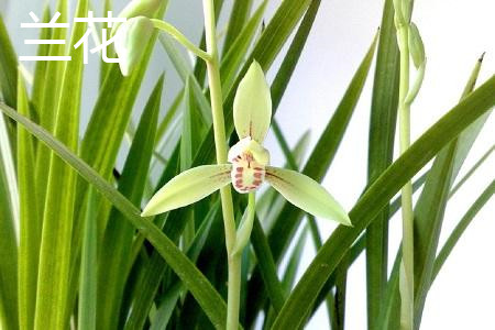 兰花是兰草吗，有什么区别