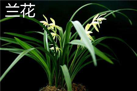 兰花是兰草吗，有什么区别