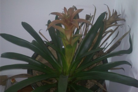 鸿运当头花枯萎了咋办