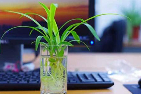 水养吊兰怎么种植才能更旺盛