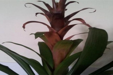 鸿运当头花枯萎了咋办