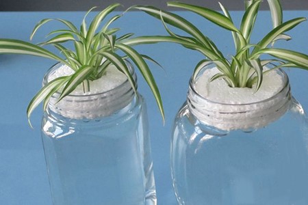 水养吊兰怎么种植才能更旺盛