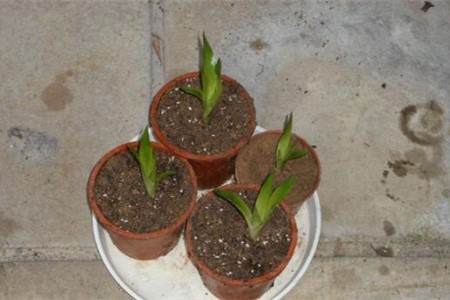 鸿运当头花枯萎了咋办