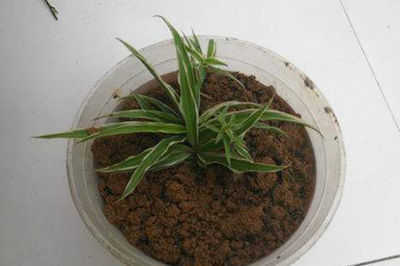 吊兰发的枝怎么处理，重新栽可以吗？