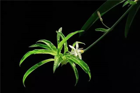 吊兰发的枝怎么处理，重新栽可以吗？