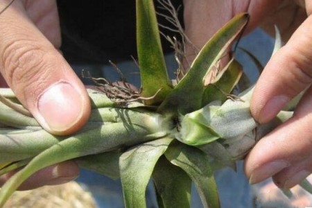 鸿运当头开完花怎么种植