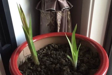 鸿运当头开完花怎么种植