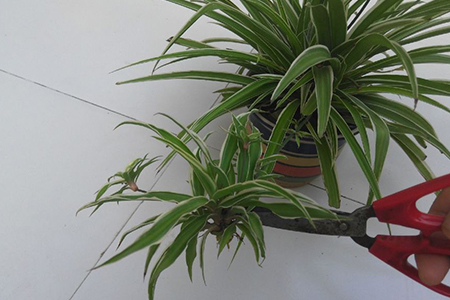 吊兰发的枝怎么处理，重新栽可以吗？