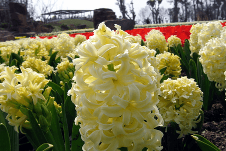 风信子有毒吗,家里有孕妇能养吗