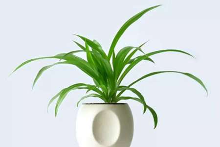 刚栽的小吊兰怎么种植护:需要浇水吗?蔫了解决办法?