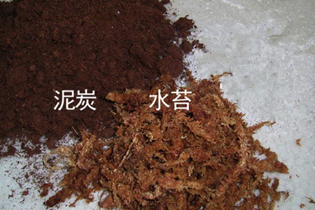 红瓶猪笼草怎么种植，瓶子干了解决办法？