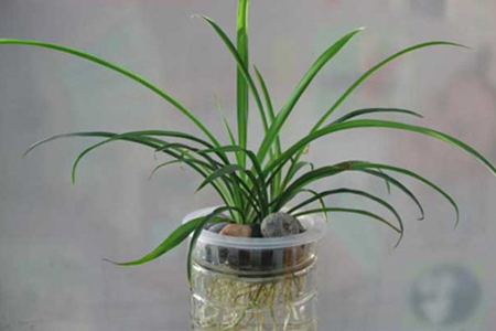 刚栽的小吊兰怎么种植护:需要浇水吗?蔫了解决办法?