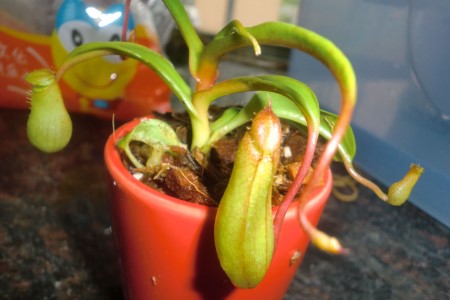 红瓶猪笼草怎么种植，瓶子干了解决办法？