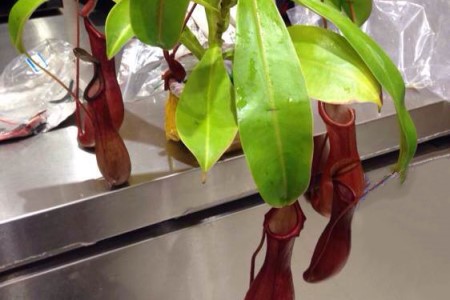 红瓶猪笼草怎么种植，瓶子干了解决办法？