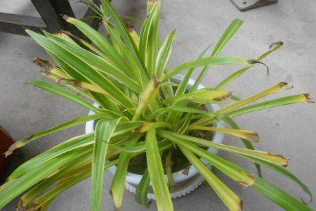 刚栽的小吊兰怎么种植护:需要浇水吗?蔫了解决办法?