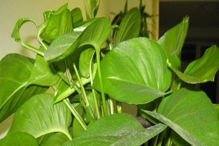 99%的绿萝基本都是浇死的！那么，绿萝怎么样良好浇水？