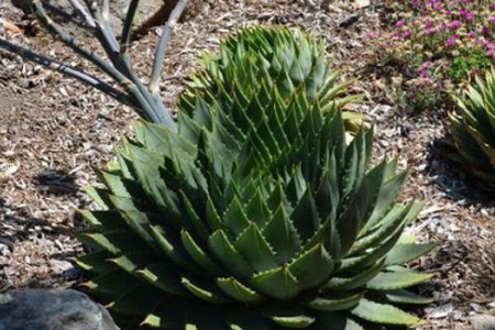 芦荟女王产地和播种办法