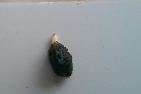 芦荟女王产地和播种办法