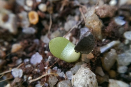 芦荟女王产地和播种办法