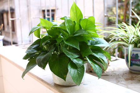 绿萝多长浇一次水(新栽、大盆和室内办法不同)