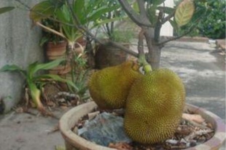 榴莲籽怎么种小盆栽，几年会结果？