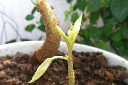 榴莲籽怎么种小盆栽，几年会结果？