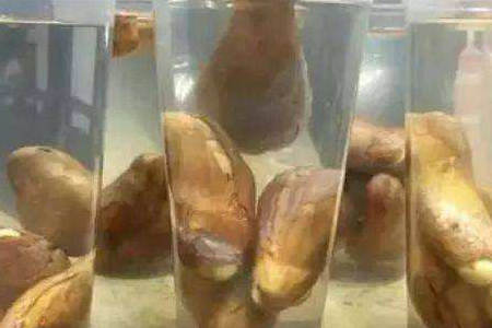 榴莲籽怎么种小盆栽，几年会结果？