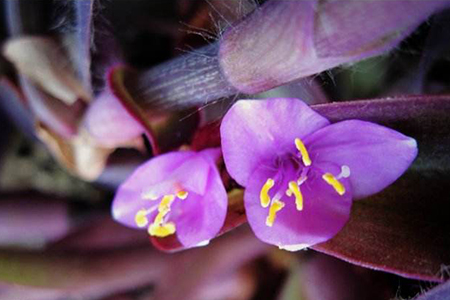 紫鸭跖草适合室内养吗,能净化空气吗?