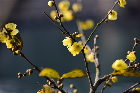 腊梅什么时候可以播种(附种植办法)