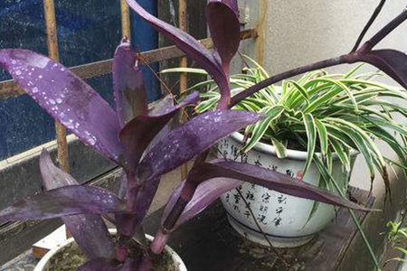 紫鸭跖草适合室内养吗，能净化空气吗？