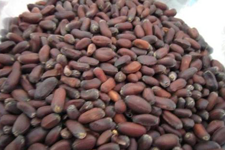 腊梅什么时候可以播种(附种植办法)