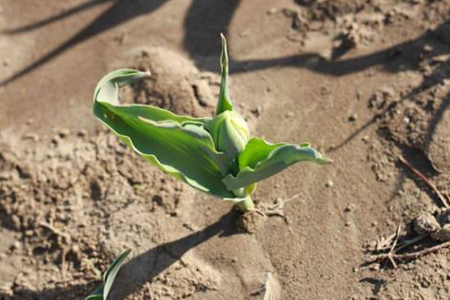 腊梅什么时候可以播种(附种植办法)