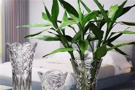 水培富贵竹怎么种植才能更旺盛