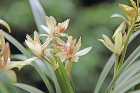 兰花可以放在客厅吗,放在哪里会相当好?